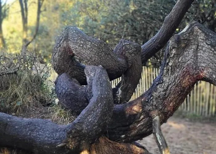 La Terrasse Du Golf 아파트 *